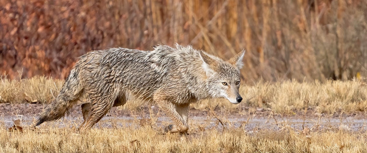 coyote stalking through fall grass